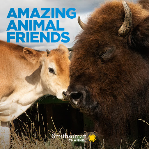 Amazing Animal Friends - Season 1